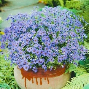 Брахикома голубая фото