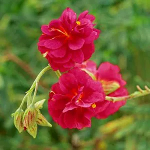 Гелиантемум Cerise Queen фото