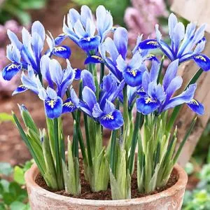 Ирис Reticulata фото