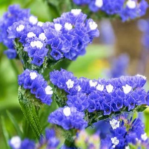 Кермек Голубой Север фото