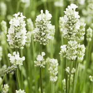 Лаванда Hidcote White фото