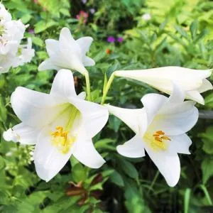 Лилия White Heaven фото