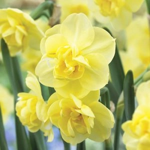 Нарцисс Yellow Cheerfulness фото