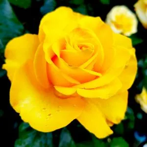 Роза Golden Wedding фото