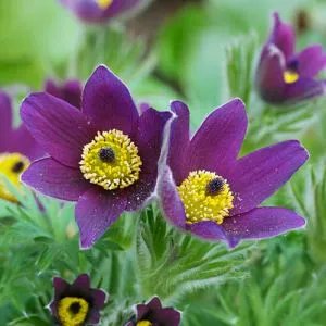 Прострел Vulgaris Violet фото