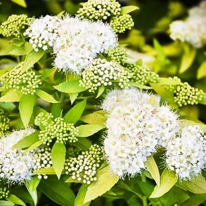 Спирея White Gold фото