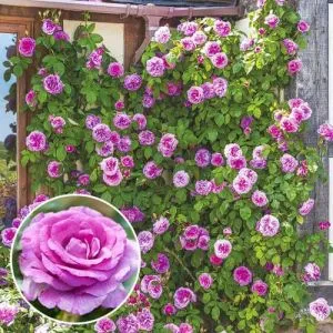 Роза плетистая Violette Parfume фото