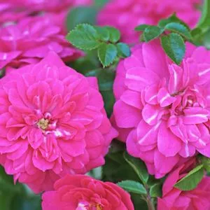 Роза Knirps фото