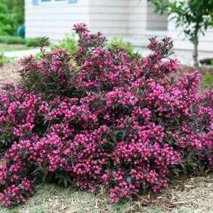 Вейгела Nana Purpurea фото