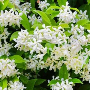 Трахелоспермум Jasminoides фото
