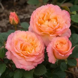 Роза Augusta Luise фото