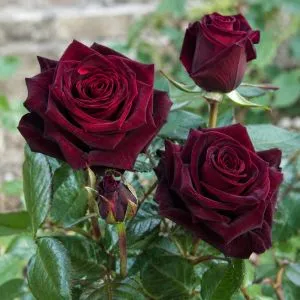 Роза Black Baccara фото