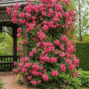 Роза Rosarium Uetersen фото