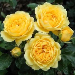 Роза Yellow Meilove фото
