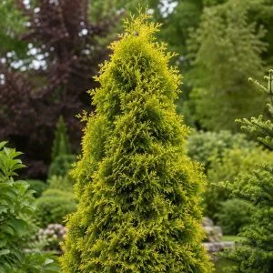 Туя Malonyana Aurea фото