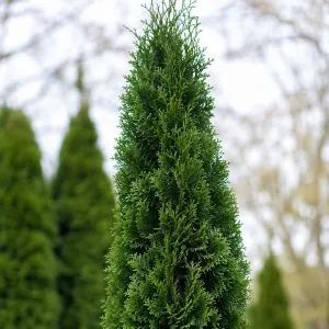 Туя Malonyana фото