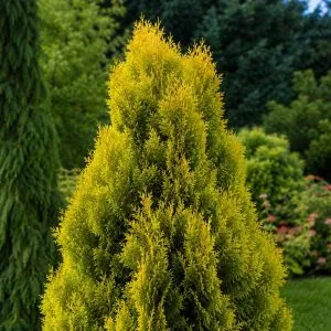 Туя Sunkist фото