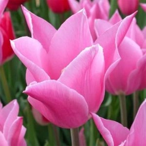 Тюльпан China Pink фото