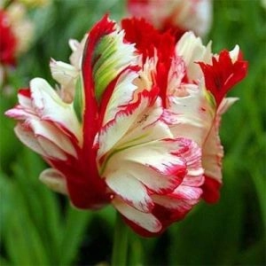 Тюльпан Estella Rijnveld 50 фото