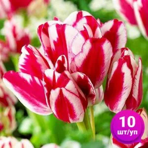 Тюльпан Flaming Club 10 шт/уп фото