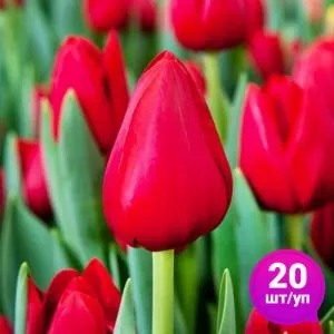 Тюльпан Heartbreaker 20 шт/уп фото