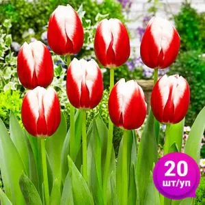 Тюльпан Leen Van De Mark 20 шт/уп фото