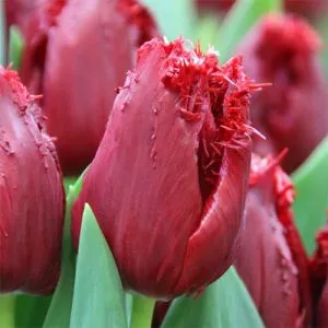 Тюльпан Mazda фото