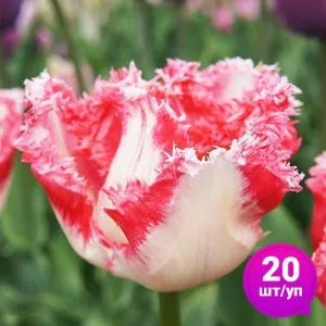 Тюльпан Neglige 20 шт/уп фото