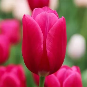 Тюльпан Pink Ardour фото