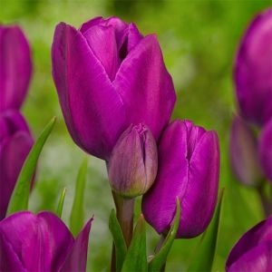 Тюльпан Purple Bouquet 30 шт/уп фото