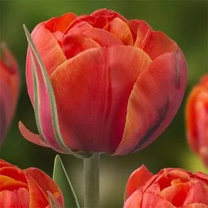 Тюльпан Queensday фото