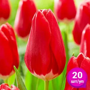 Тюльпан Red Signal 20 шт/уп фото