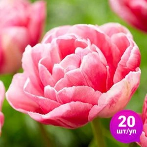 Тюльпан Vogue 20 шт/уп фото