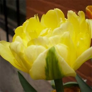 Тюльпан Yellow Mountain фото