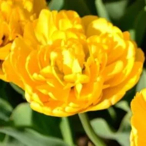 Тюльпан Yellow Pomponnet 50 фото