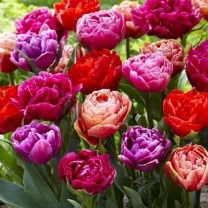 Тюльпан Dazzling Double Mix фото