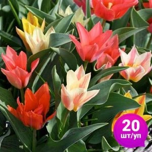 Тюльпан Fun Colors 20 шт/уп фото