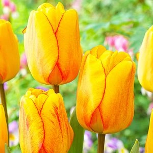 Тюльпан Blushing Apeldoorn фото