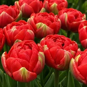 Тюльпан Bombastic Red фото