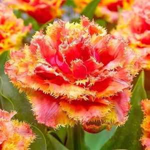 Тюльпан Brisbane фото