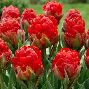 Тюльпан Ice Cream Strawberry фото