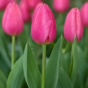 Тюльпан Jumbo Pink фото