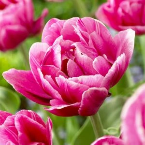 Тюльпан Pink Cameo фото