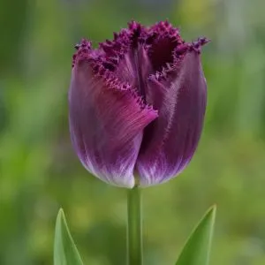 Тюльпан Purple Crystal фото