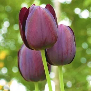 Тюльпан Wallflower фото