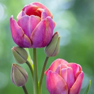 Тюльпан Blue Heaven фото