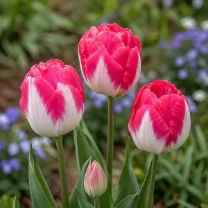Тюльпан Pink Delight фото