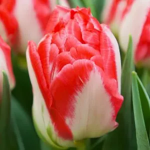 Тюльпан Pink Delight фото