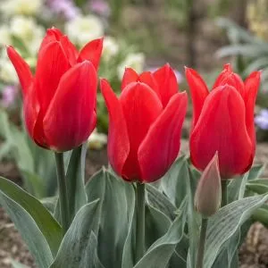 Тюльпан Rob Verlinden фото