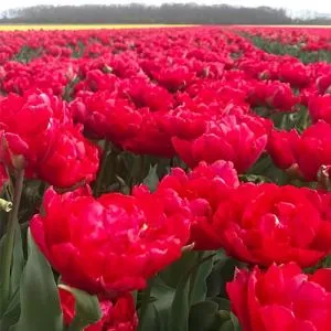 Тюльпан Verona Love фото